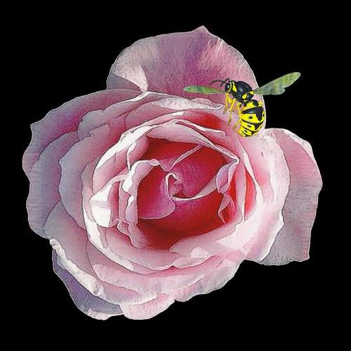 La rose avec l'abeille cm 100x100