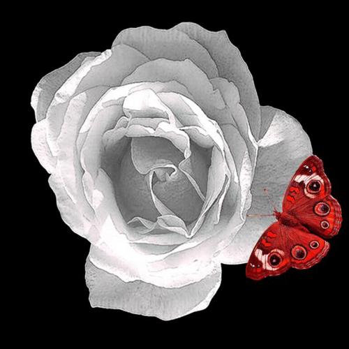 La rose blanche avec le petit papillon cm 100x100