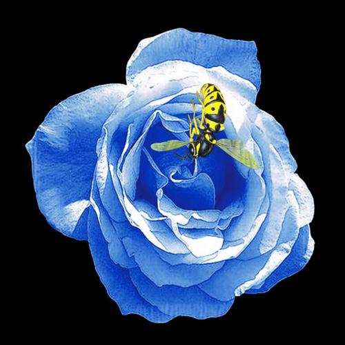 La rose bleu avec l'abeille cm 100x100