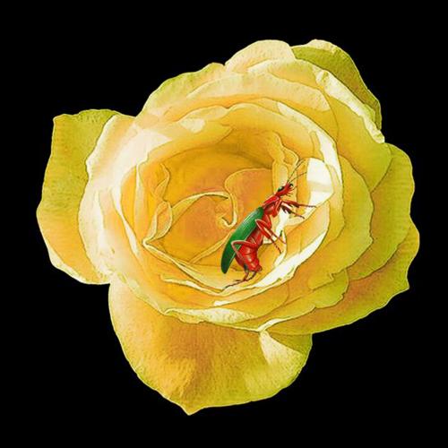 La rose jaune avec le coleopter cm 100x100