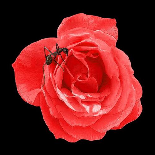 La rose rouge avec la fourmi cm 100x100