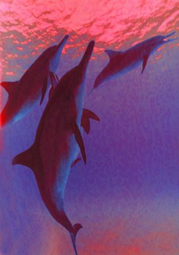 Delfini al tramonto cm 100x70