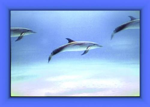 Delfini nel quadro cm 70x100