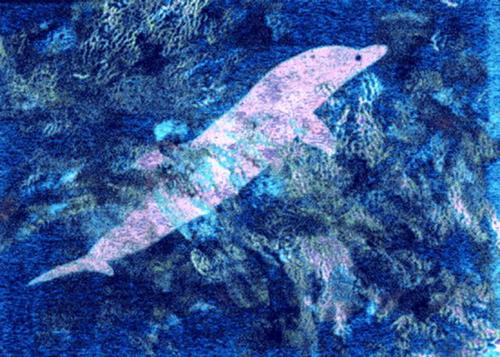 Il delfino rosa cm 70x100